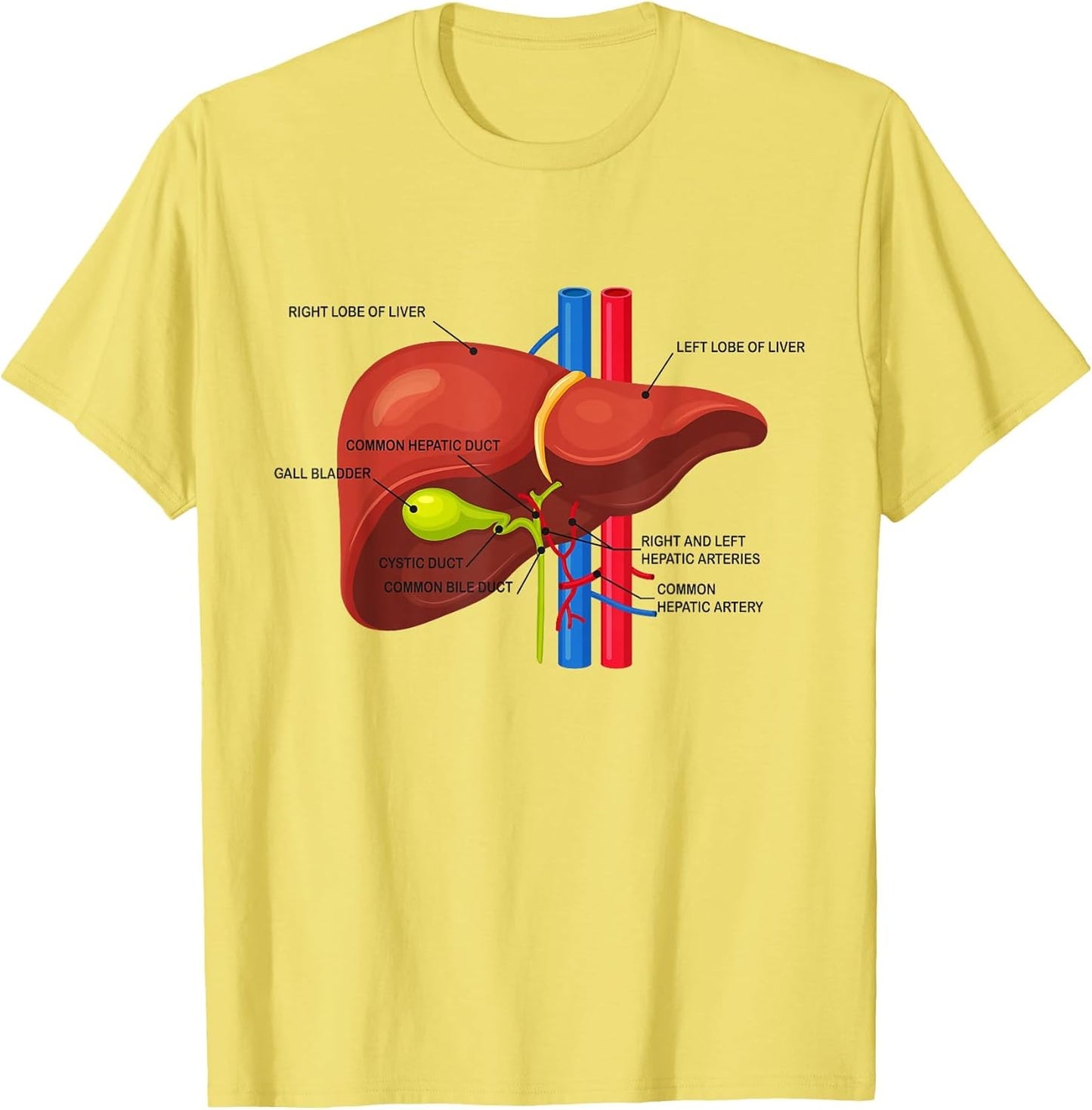 Funny Human Liver Anatomy Anatomical Liver