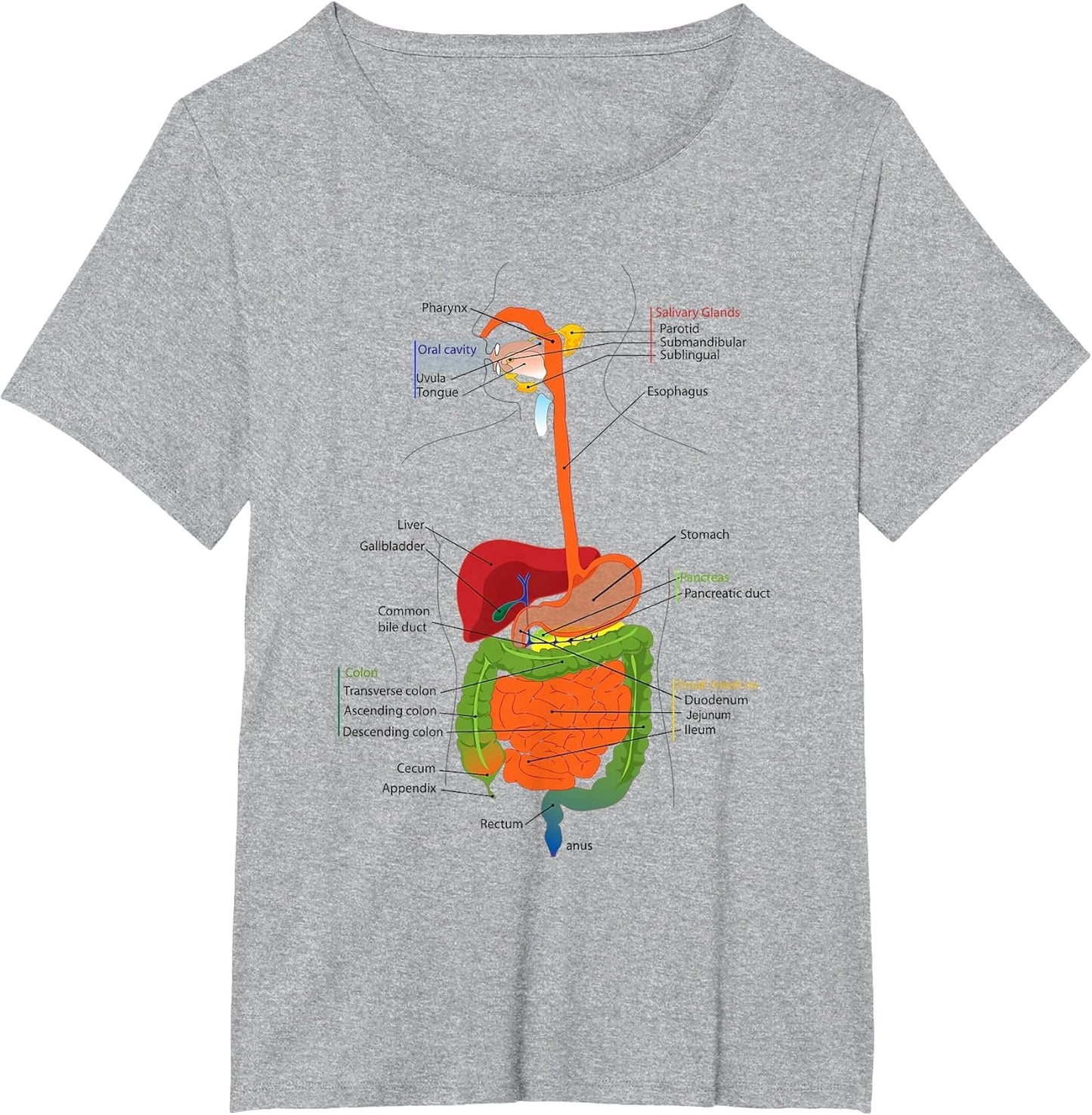 Human Body Digestive System Gastrointestinal Tract Anatomy