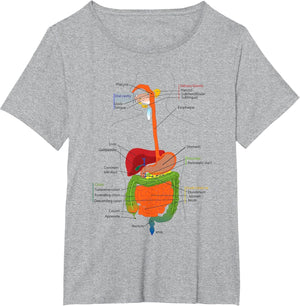 Human Body Digestive System Gastrointestinal Tract Anatomy