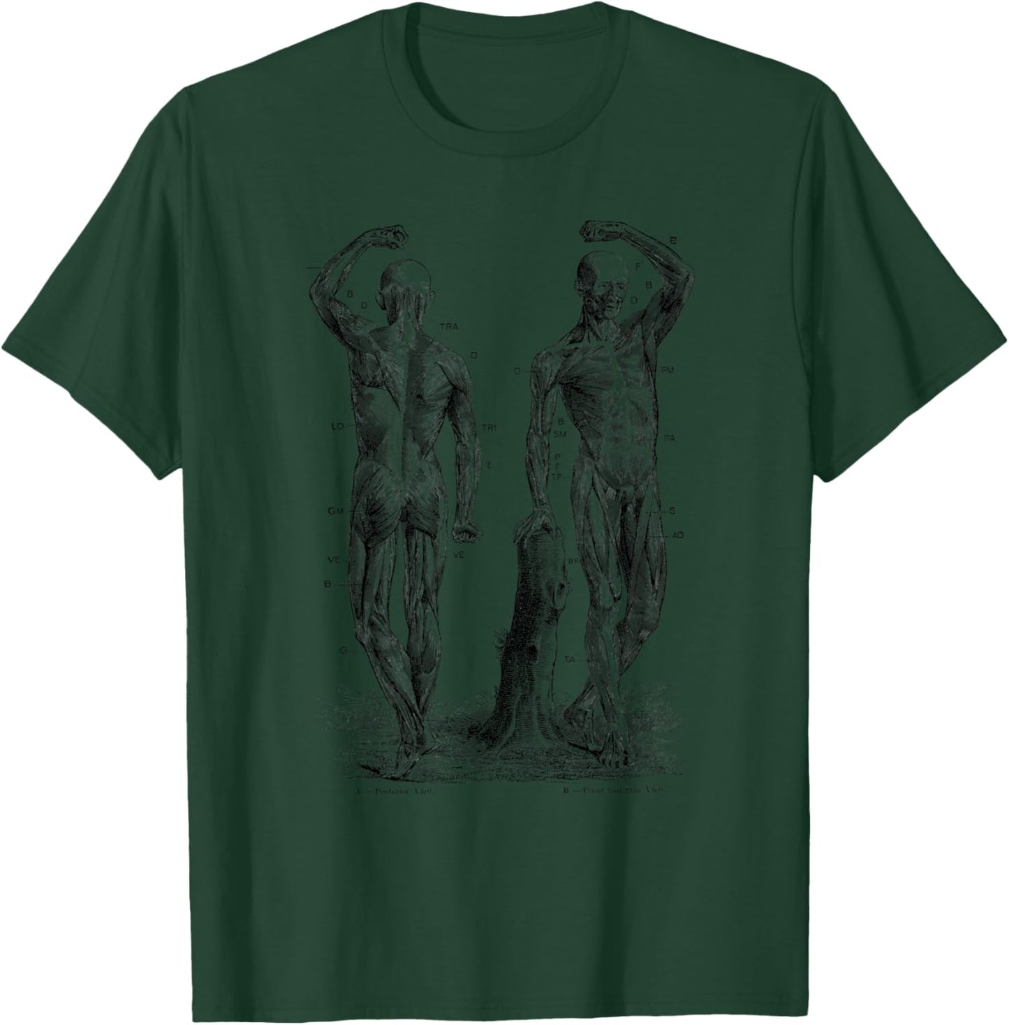 Human Muscle Anatomy Design Gift T-Shirt - T-Shirt | Forest