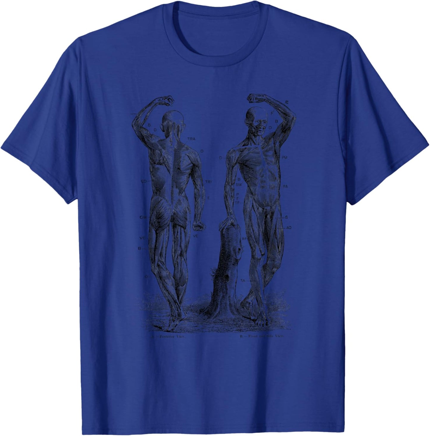 Human Muscle Anatomy Design Gift T-Shirt - T-Shirt | Royal